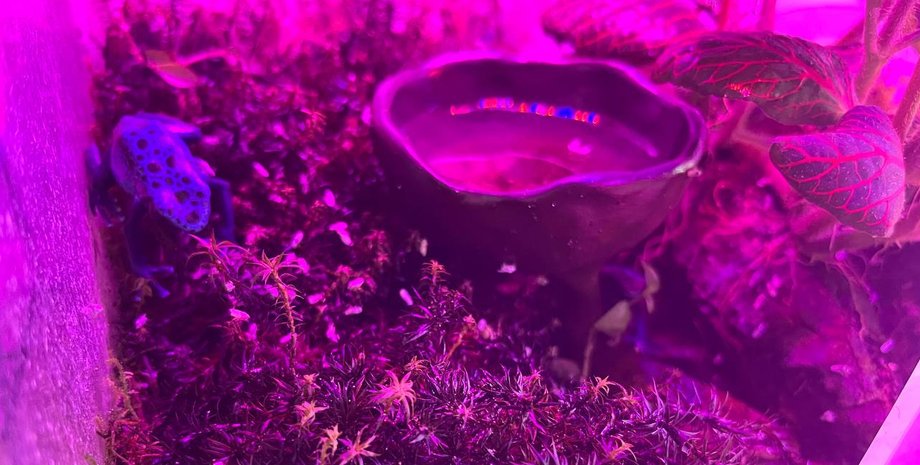 Синий цвет остается редким