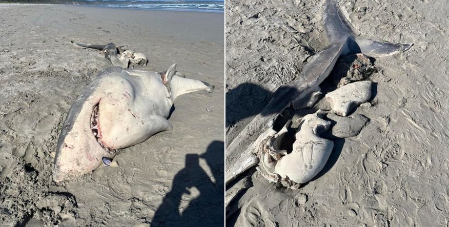 белая акула, туша