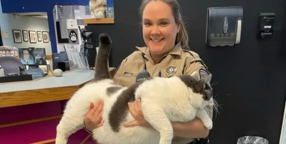 Толстый кот, кот, женщина, приют, животное