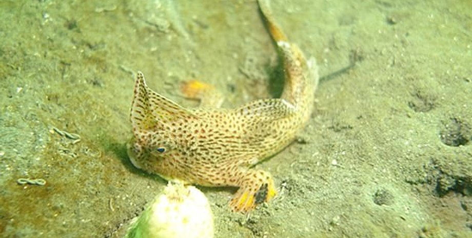 Редкая рыба, которую заметили у берегов Австралии