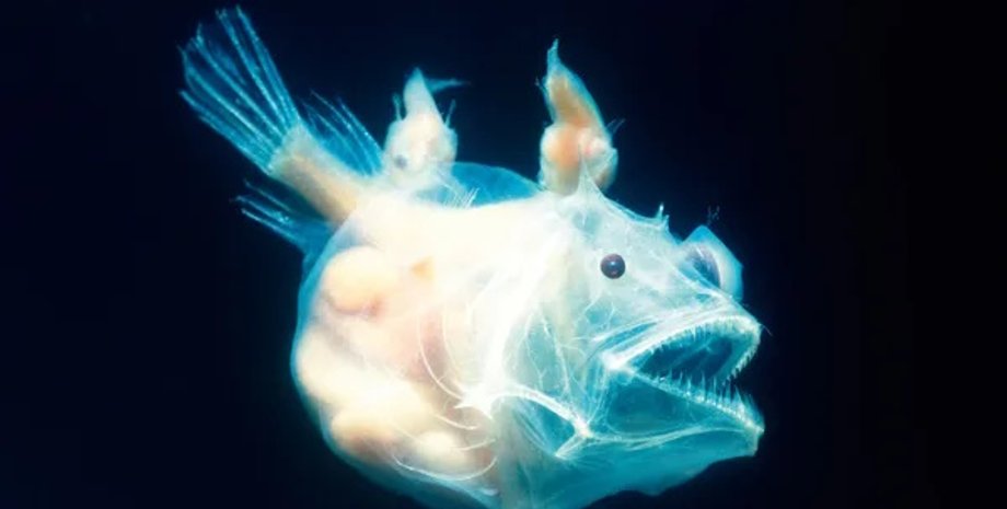 морський чорт, морський чорт розмноження, морський чорт шлюбний ритуал