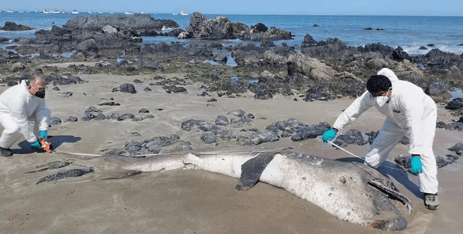 Очевидцы ошеломлены: гигантский морской монстр выбросился на берег