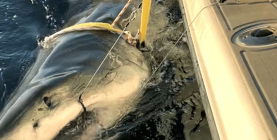 Самую большую в мире белую акулу поймали у берегов американской Флориды, что об этом известно