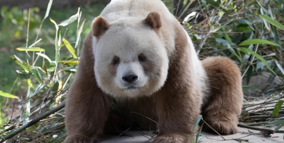 панда, коричневая панда