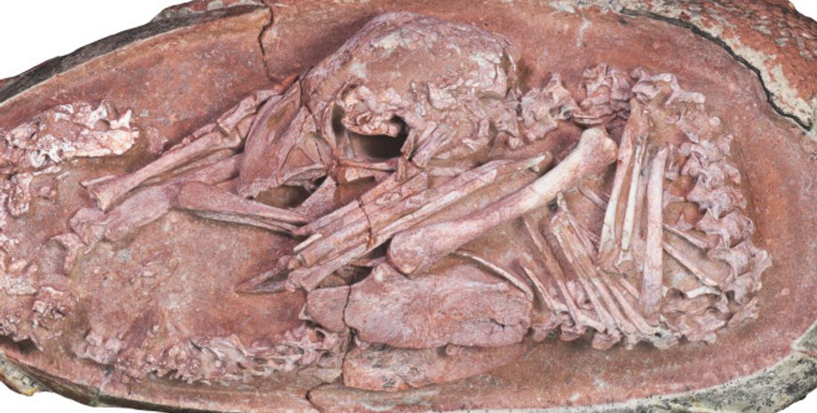 яйця динозаврів, збережені ембріони, палеонтологія, овіраптозаври, пізня крейда, еволюція, скам'янілості, особливості динозаврів, скам'яніле яйце, китай, ембріональний розвиток,