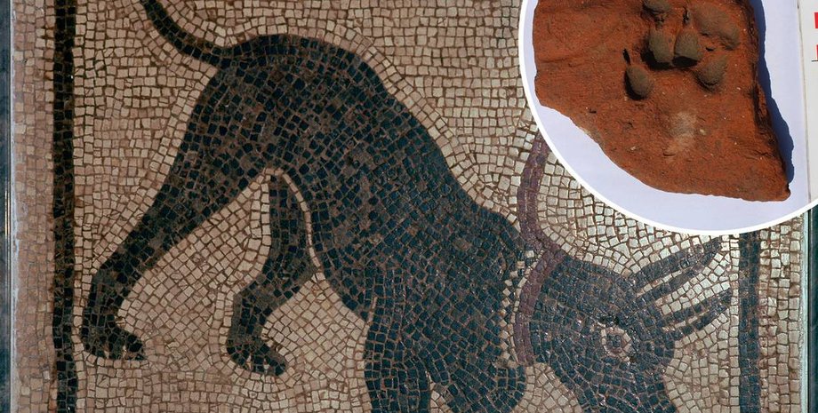 собаки, порода, черепиця, розкопки, твердиня, Румунія, Римська імперія, археологи, археологія, лапи, відбитки, поселення, форт