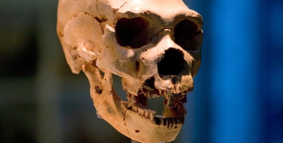 Фото: The Natural History Museum/Alamy Stock Photo