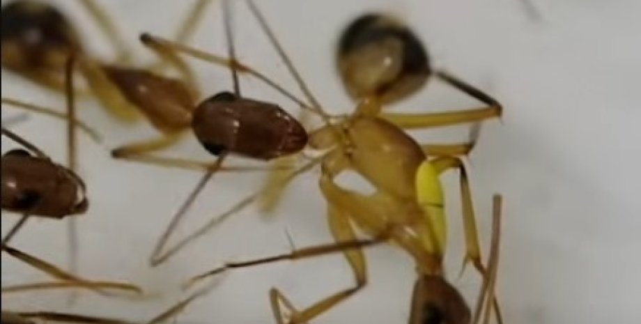 мурахи, мурахи ампутація, ампутація кінцівок мурахи