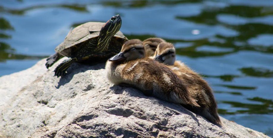 утки, черепахи, нападение черепах