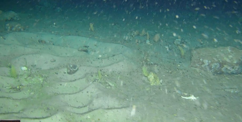 гнізда крижаних риб Таємницю Антарктиди розкрито: пошуки 100-річного затонулого корабля виявили щось більш дивне