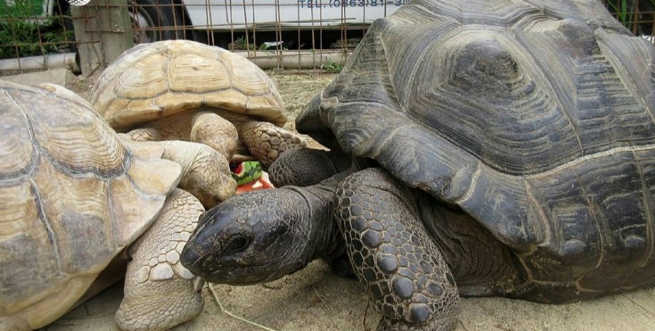 Черепаха-беглянка / Фото: twitter.com/AFP