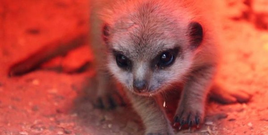 Салама / Фото: medialeaks