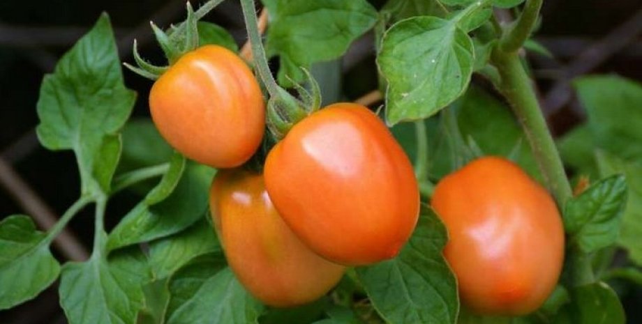 помідор, томат, Марс