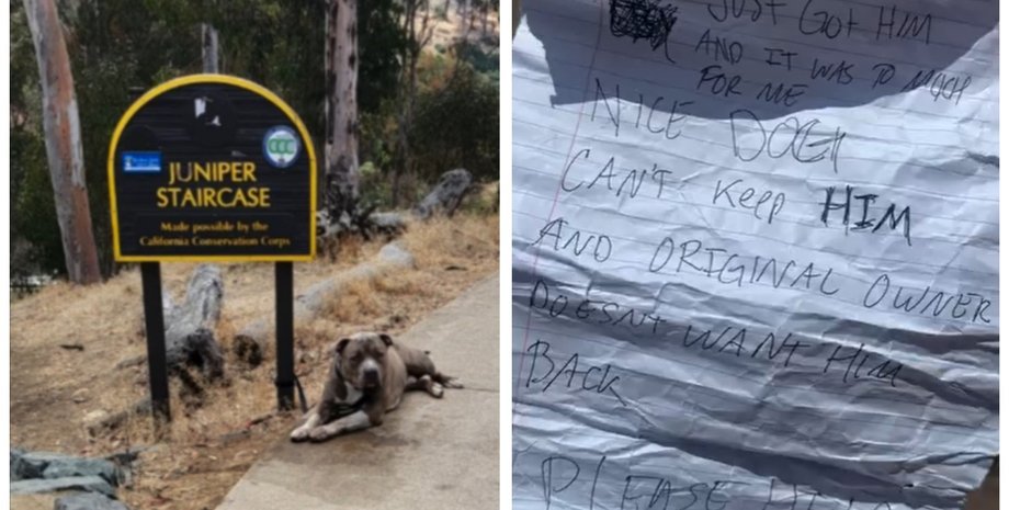 Женщина нашла брошенную собаку на улице с запиской: текст шокировал сеть