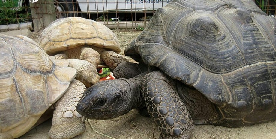 Черепаха-беглянка / Фото: twitter.com/AFP