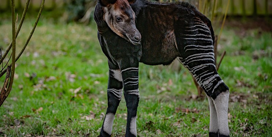 окапи, детеныш окапи