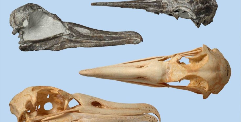 Вверху: окаменелости Aldiomedes angustirostris, внизу: череп  Phoebastria nigripes, одного из самых маленьких современных альбатросов. Jean-Claude Stahl / Te Papa