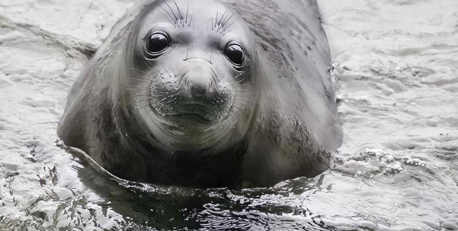 Морской слон