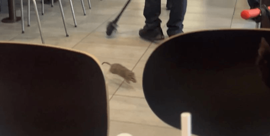 Крыса в ресторане, McDonald's, работники ресторана, грызун в ресторане, санитарные нормы, мать с ребенком, напала крыса