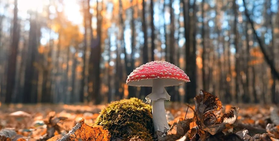 мухомор, галюциногенний гриб