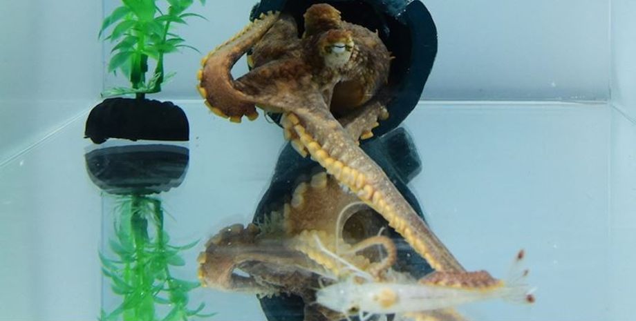 осьминог, осьминоги