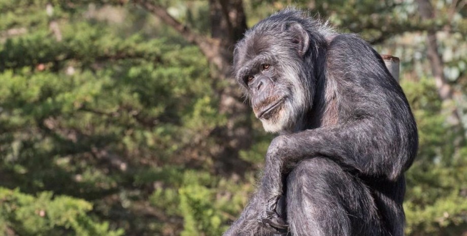 поведінка шимпанзе шимпанзе в лісі