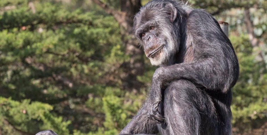 шимпанзе в лесу