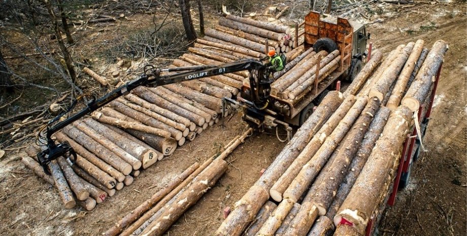 древесина, сырье, вырубка леса, заготовка
