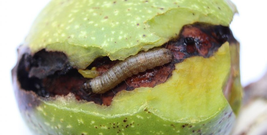 никтеола ореховая, челночница ореховая