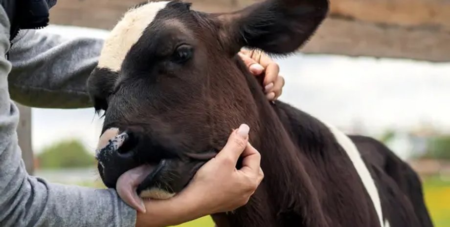 Корова пережила повінь