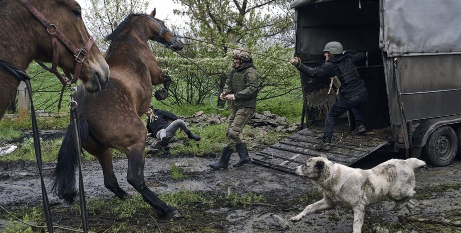 Евакуація коней з Авдіївки