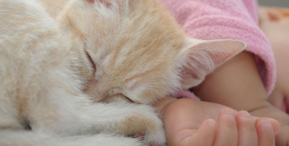 Фото: pets4homes.co.uk