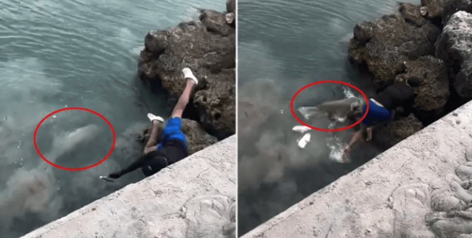 сша, флорида, акула, турист, крокси