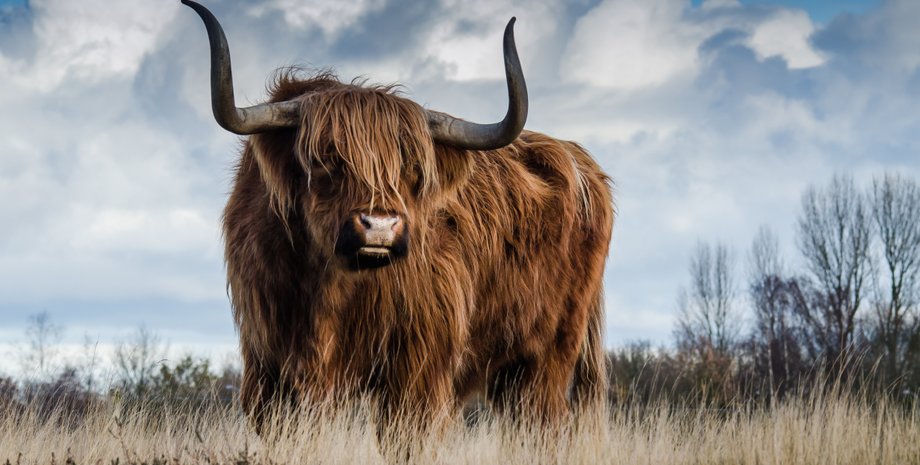 бык, поле, небо