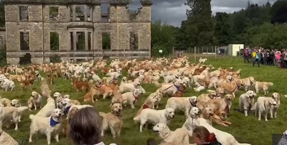 ретриверы, порода собак, дом Гисачан, Шотландия