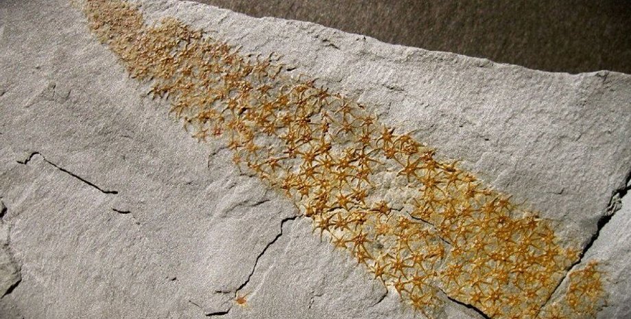 Фото: Derek Siveter / Tom Harvey / Peiyun Cong