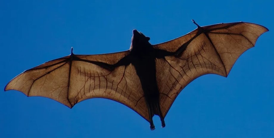 летающая лисица летучая мышь