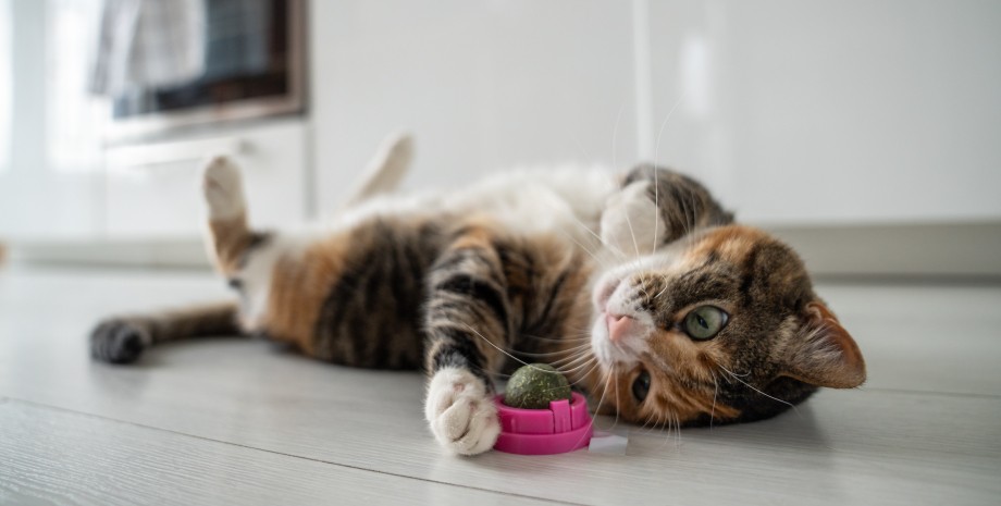 поведінка котів Кілька причин: розкрито, чому кішки скидають речі зі столу (відео)0