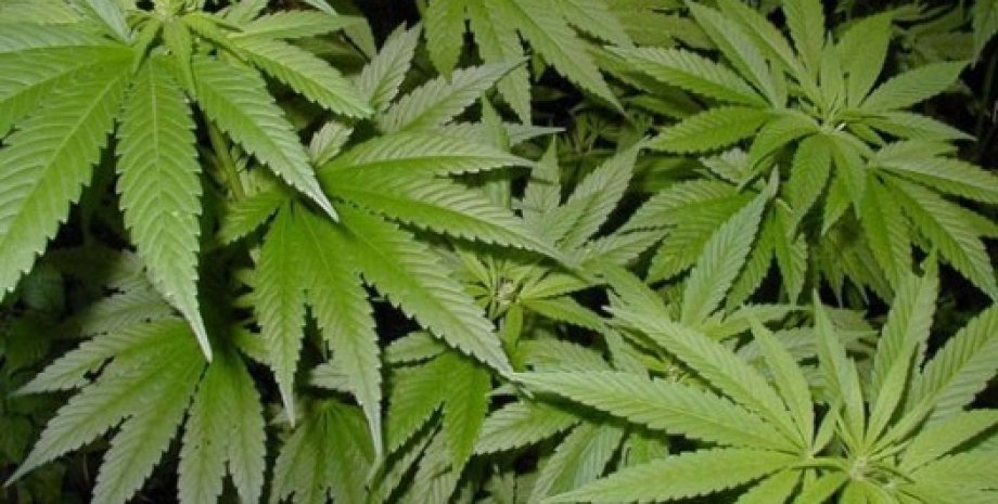 Препараты из конопли вырастил марихуану в природе