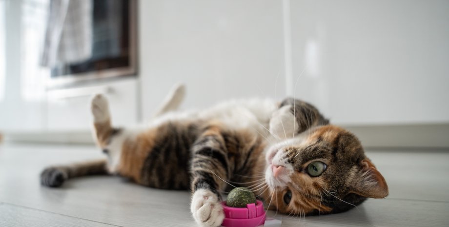 поведінка котів, поведінка кішок, коти, кішки