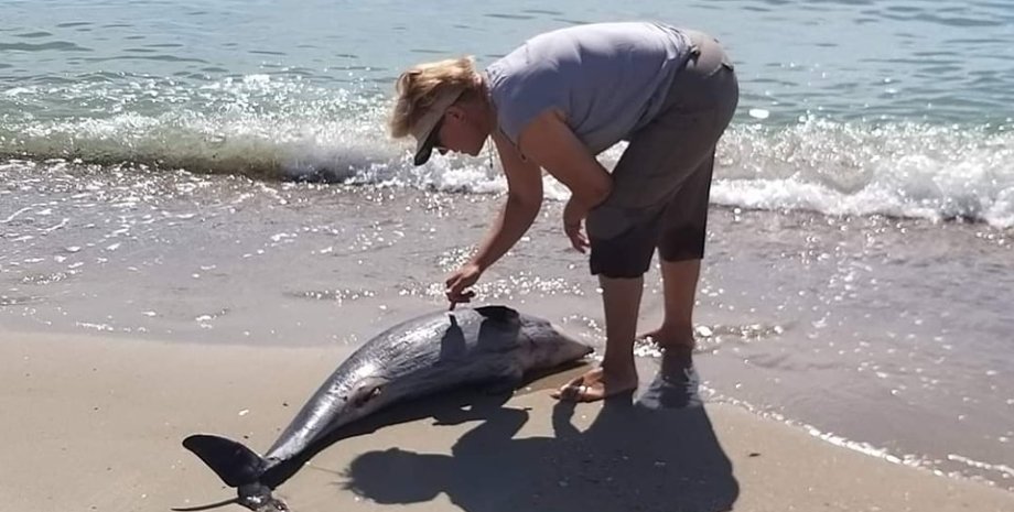 дельфін на березі