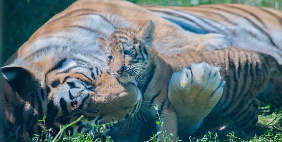 Фото: Depo.Харкив