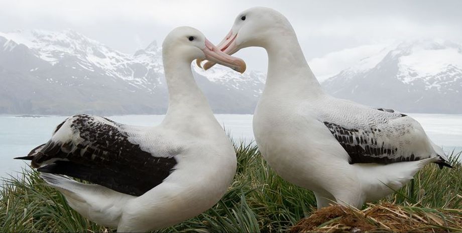 альбатроси