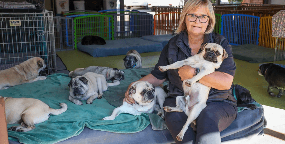 Женщина живет с 200 собаками, приют для животных, приют для мопсов, 200 мопсов, тратит деньги на корм, спасает собак