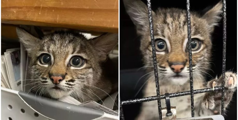 Кот оказался рысью