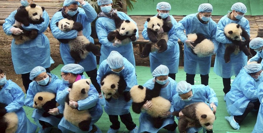 Фото: Chengdu Research Base of Giant Panda