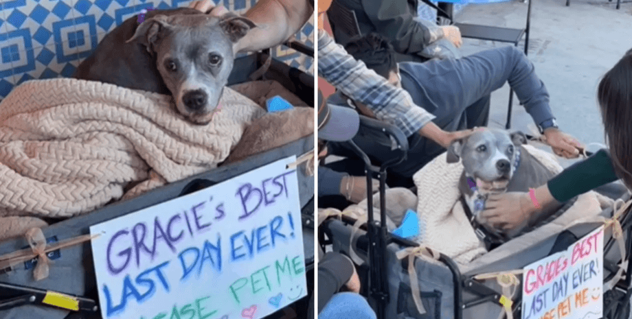 Собака Грейси в повозке с табличкой "лучший последний день в жизни, пожалуйста, погладьте меня"