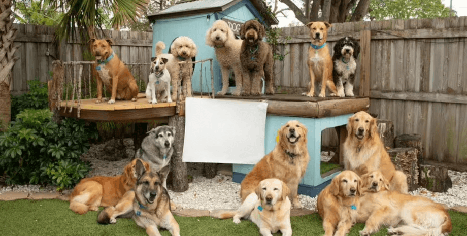 Собаки, поведение, эксперт