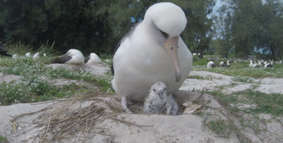 Фото: Bob Peyton/USFWS