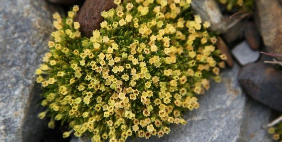 Антарктическая жемчужница цветы, цветы в антарктиде, антарктида зацвела